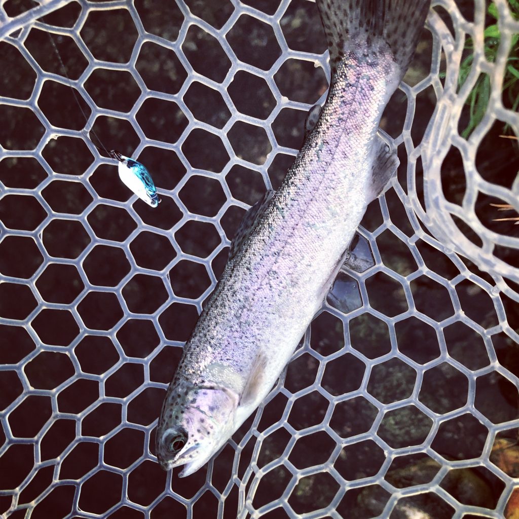 spoon area trout